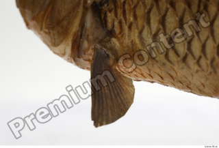 Common chub Squalius cephalus belly fin 0011.jpg